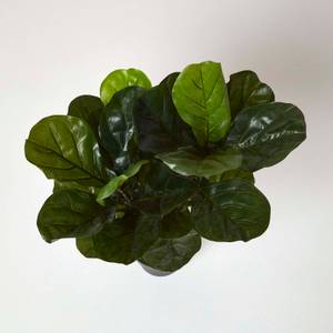 Geigenfeige Kunstpflanze im Topf - 70 cm Grün - Kunststoff - 16 x 70 x 70 cm