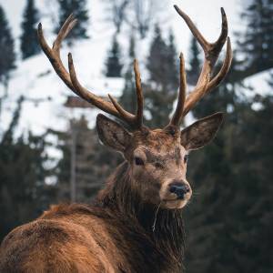 Tableau mural regard d'un cerf 65 x 65 cm