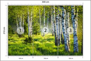 Fototapete BIRKEN Bäume Wald Natur 3D 300 x 210 x 210 cm