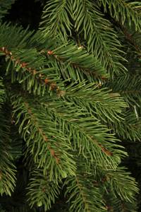 Weihnachtsbaum Brampton 91 x 120 x 91 cm