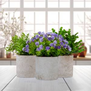 Set Kunstpflanzen | kaufen home24 3er