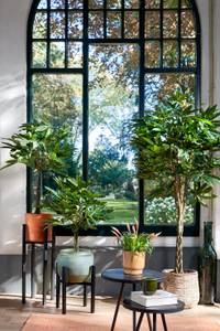 Kunstpflanze Pachira Grün - Kunststoff - 60 x 60 x 60 cm