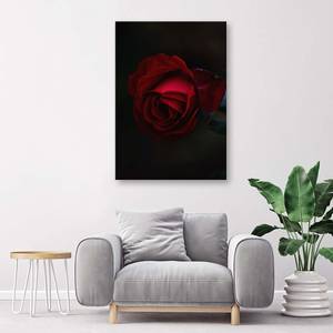 Wandbild Rote Rose Blume Natur 40 x 60 cm