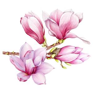 Wandtattoo - Aquarell Magnolien Set XXL 100 x 100 cm