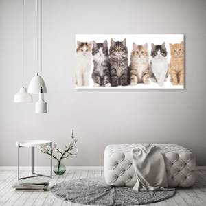 Wandbild Sechs Katzen 120 x 60 cm