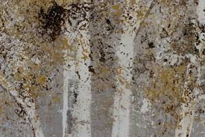 Tableau peint à la main Gold of Birches Gris - Bois massif - Textile - 100 x 75 x 4 cm