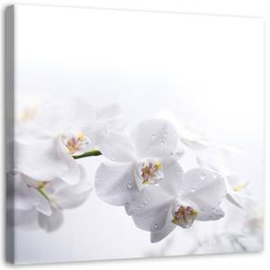 Leinwandbild Weiße Orchidee Natur Zen 40 x 40 cm