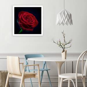 Wandbild Rote Rose Blumen Pflanzen Natur 40 x 40 cm