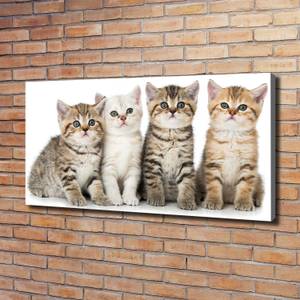 Wandbild Kleine Katzen 120 x 60 cm