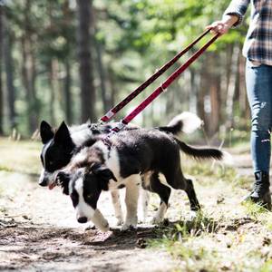 Hundeleine WILLY Schwarz - Rot - Tiefe: 200 cm