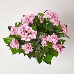 Kunstpflanze Hortensie im Topf 85 cm Pink - Kunststoff - 60 x 85 x 85 cm
