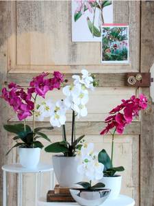 Plante artificielle Phalaenopsis Blanc - Matière plastique - 38 x 66 x 38 cm