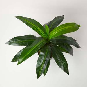 Dracaena Fragrans – künstlicher baum Grün - Kunststoff - 16 x 65 x 65 cm