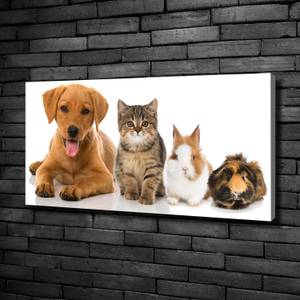 Wandbild Hund und Katze 100 x 50 cm