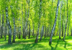 Vlies Fototapete Wald Birken Natur 416 x 254 cm