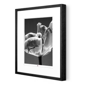Photo d`art limitée Flower of Cordiality Noir - Blanc - Verre - Papier - 50 x 50 x 3 cm