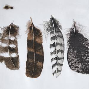 Renforcé beddengoed Wild Feathers Katoen - wit - 135x200cm + kussen 80x80cm