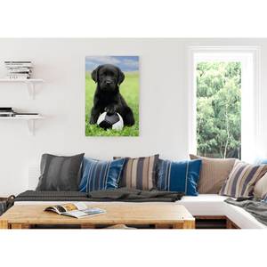 Afbeelding Labrador puppy Meerkleurig - Plaatmateriaal - Papier - 60 x 90 x 2 cm