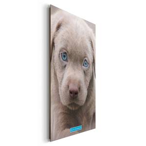 Afbeelding Puppy Bruin - Plaatmateriaal - Papier - 60 x 90 x 2 cm