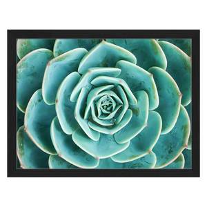 Tableau déco Arrangement of Succulents Hêtre massif / Plexiglas - 42 x 32 cm