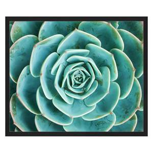 Bild Arrangement of the Succulents Buche massiv / Plexiglas - 62 x 52 cm