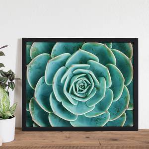 Afbeelding Arrangement of the Succulents Massief beukenhout/plexiglas - 52 x 42 cm