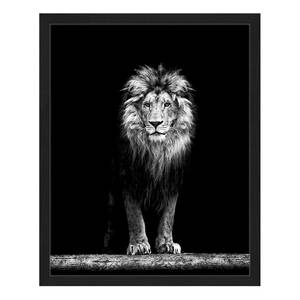 Bild Beautiful Lion Buche massiv / Plexiglas - 42 x 52 cm