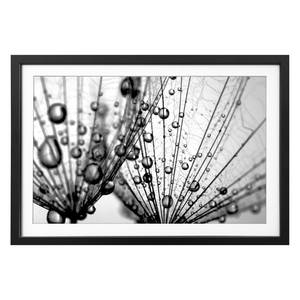 Bild Dandelion Seeds Massivholz Linde - Schwarz / Weiß