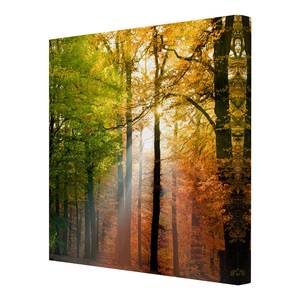 Tableau déco Morning Light Toile / Épicéa massif - Multicolore - 70 x 70 cm