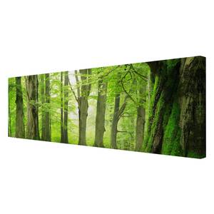 Bild Mighty Beech Trees Leinwand /  Massivholz Fichte - Mehrfarbig - 90 x 30 cm