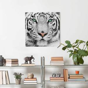 Tableau déco tigre blanc Verre de sécurité ESG - Multicolore - 50 x 50 cm