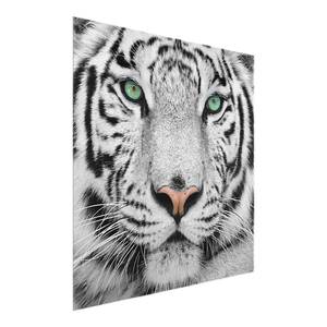 Tableau déco tigre blanc Verre de sécurité ESG - Multicolore - 50 x 50 cm