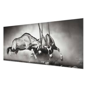 Tableau déco combat d’antilopes Verre de sécurité ESG - Multicolore - 100 x 40 cm