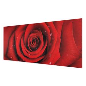 Tableau déco rosée sur rose rouge Verre de sécurité ESG - Multicolore - 80 x 30 cm