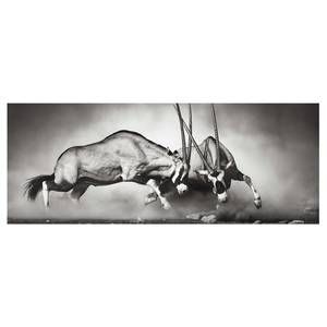 Tableau déco combat d’antilopes Verre de sécurité ESG - Multicolore - 125 x 50 cm