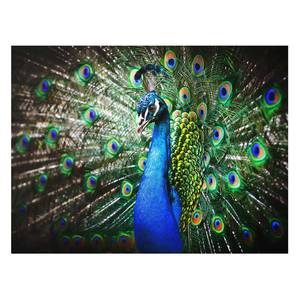 Bild Edler Pfau ESG Sicherheitsglas - Mehrfarbig - 80 x 60 cm