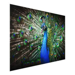 Bild Edler Pfau ESG Sicherheitsglas - Mehrfarbig - 80 x 60 cm