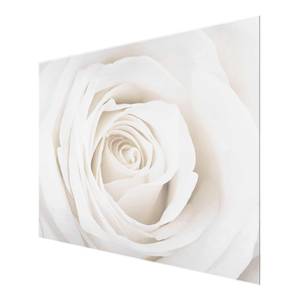 Bild Pretty White Rose II ESG Sicherheitsglas - Mehrfarbig - 80 x 60 cm