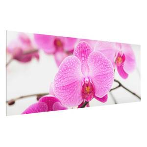 Bild Nahaufnahme Orchidee ESG Sicherheitsglas - Mehrfarbig - 100 x 40 cm