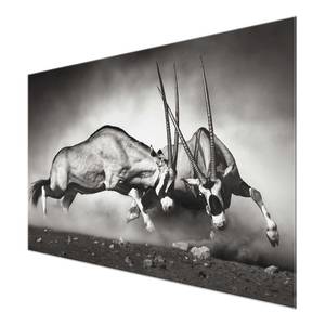 Tableau déco combat d’antilopes Verre de sécurité ESG - Multicolore - 90 x 60 cm