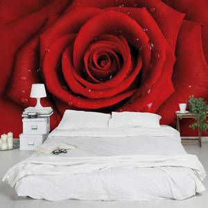 Vliestapete Rote Rose mit Wassertropfen Vliespapier - Rot - 480 x 320 cm