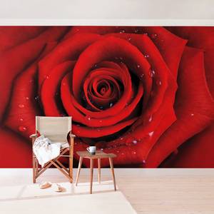 Vliesbehang Rode Roos met Druppels Vliespapier - 384 x 255 cm
