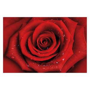 Vliestapete Rote Rose mit Wassertropfen Vliespapier - Rot - 288 x 190 cm