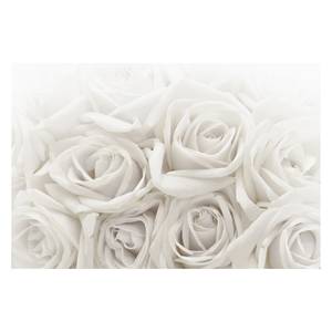 Vliestapete Weiße Rosen Vliespapier - Weiß - 384 x 255 cm