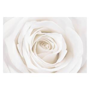 Vliestapete Pretty White Rose Vliespapier - Weiß - 336 x 225 cm