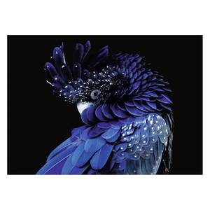 Glasbild Blauer Papagei Glas - Schwarz / Blau