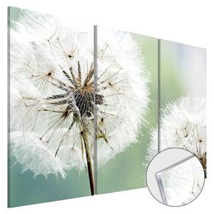 Acrylglasbild Fluffy Dandelions Acrylglas - Weiß / Grün - 120 x 80 cm