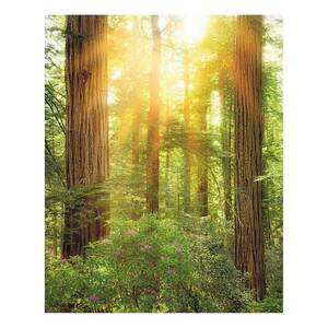 Papier peint intissé Redwood Intissé - Multicolore