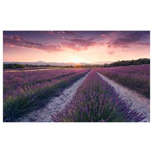 Fotobehang Lavender Dream vlies - meerdere kleuren