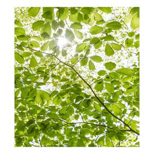 Papier peint intissé Forêt au printemps Intissé - Vert / Blanc - Largeur : 250 cm